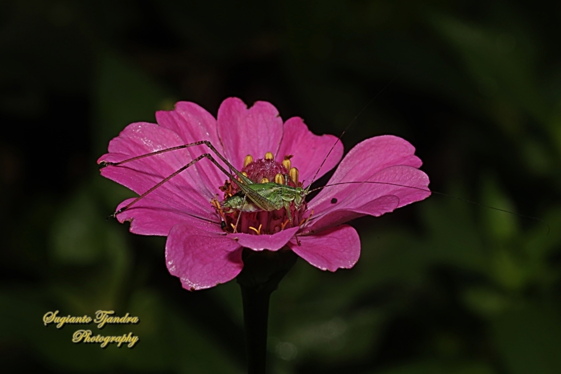 Katydid nymph "standing on the Zinnia flower"  Geotagged,Indonesia,Winter
