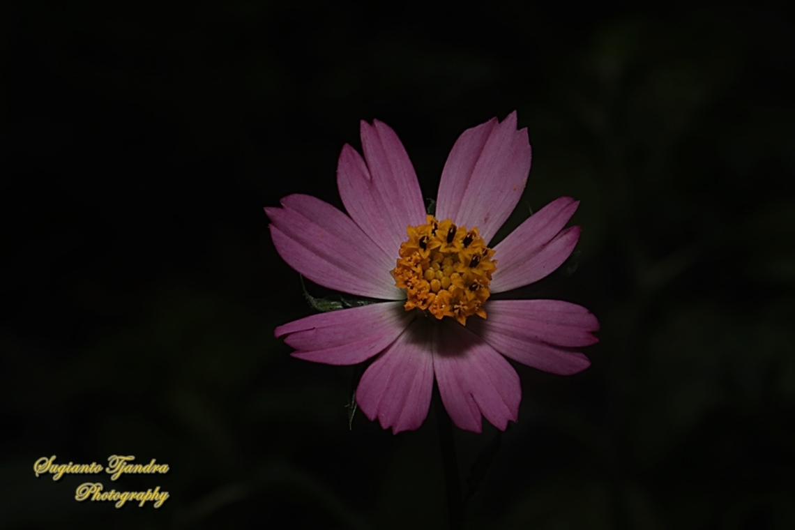 Bunga Kenikir Ungu, Cosmos caudatus  Cosmos caudatus,Geotagged,Indonesia,Kenikir,Winter