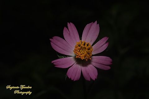 Bunga Kenikir Ungu, Cosmos caudatus  Cosmos caudatus,Geotagged,Indonesia,Kenikir,Winter
