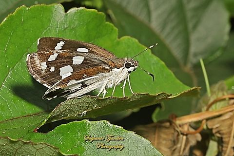 Skipper Butterfly, Grass Demon, Udaspes folus  Geotagged,Grass demon,Indonesia,Udaspes folus,Winter