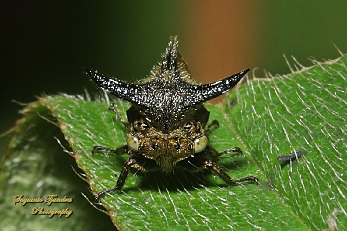 Thorn Mimic Treehopper, Leptocentrus taurus, family Membracidae  Eggplant Horned Planthopper,Geotagged,Indonesia,Leptocentrus taurus,Winter