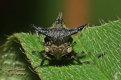 Thorn Mimic Treehopper, Leptocentrus taurus, family Membracidae  Eggplant Horned Planthopper,Geotagged,Indonesia,Leptocentrus taurus,Winter