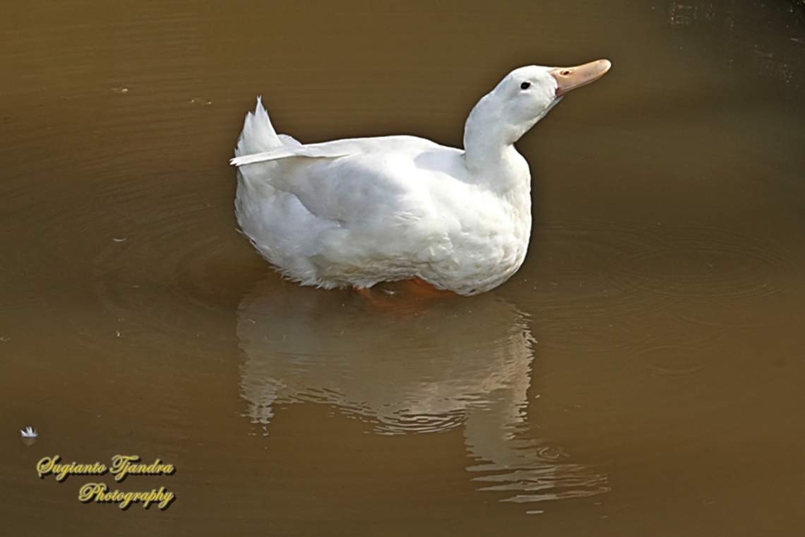 White Pekin Duck, Anas platyrhynchos domesticus  Anas platyrhynchos,Geotagged,Indonesia,Mallard,Winter