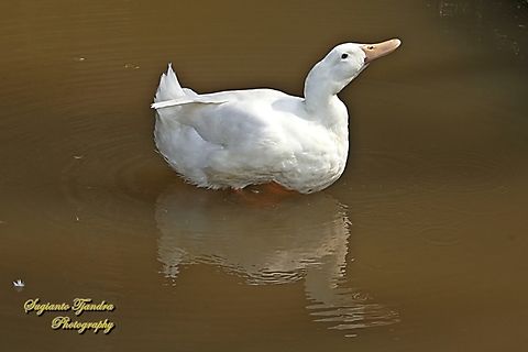 White Pekin Duck, Anas platyrhynchos domesticus  Anas platyrhynchos,Geotagged,Indonesia,Mallard,Winter