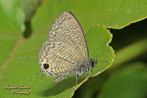 Common lineblue butterfly, Prosotas nora, family Lycaenidae  Common lineblue,Geotagged,Indonesia,Prosotas nora,Winter