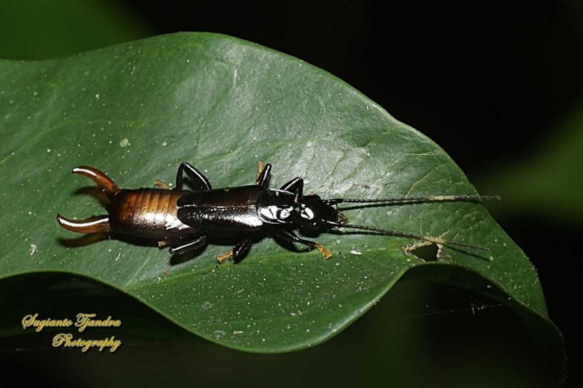 Common Earwig, Dermaptera  Geotagged,Indonesia,Winter