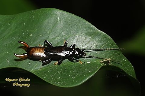 Common Earwig, Dermaptera  Geotagged,Indonesia,Winter