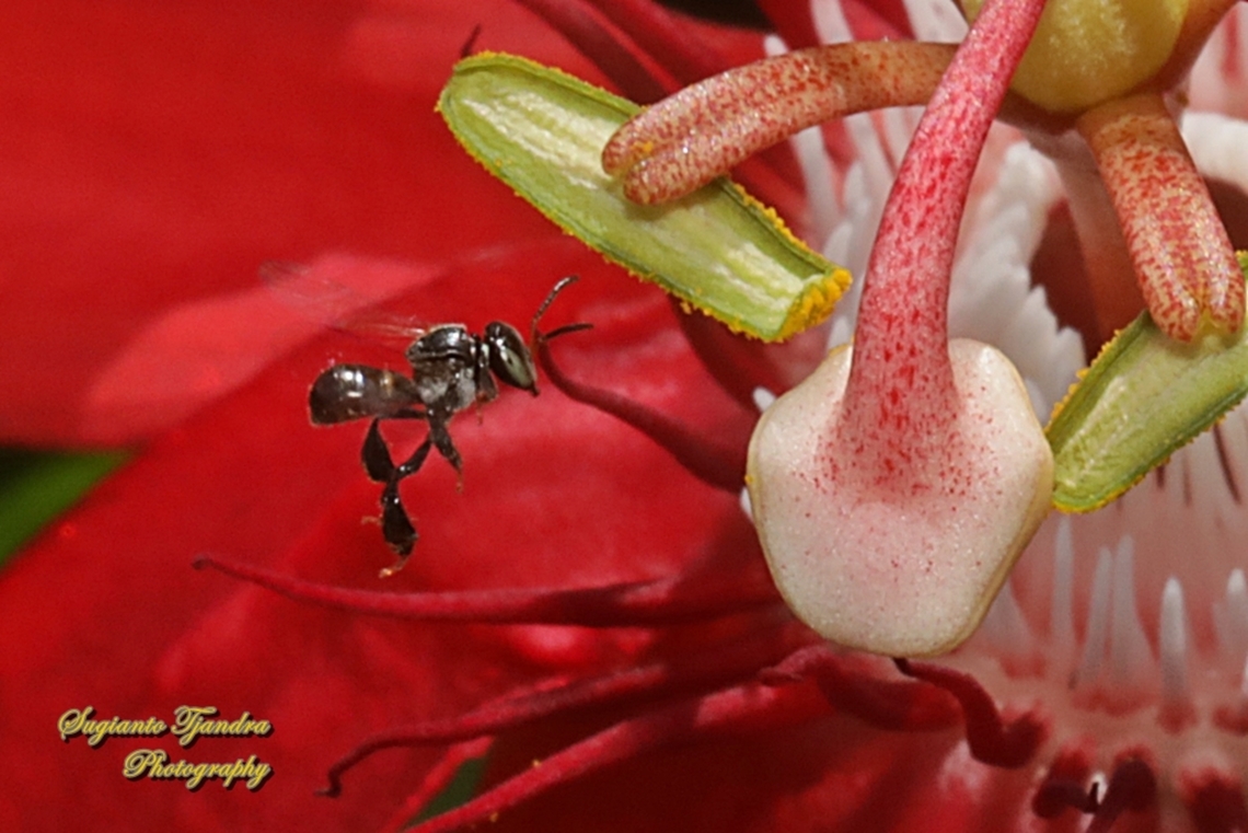Stingless honey bee, Meliponini  Geotagged,Indonesia,Winter