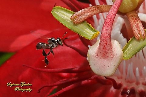 Stingless honey bee, Meliponini  Geotagged,Indonesia,Winter