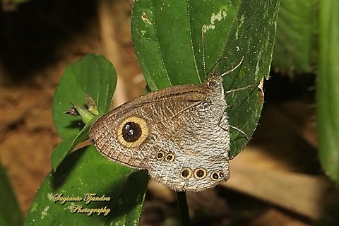 Common Five Ring Butterfly, Ypthima baldus  Common Fivering,Geotagged,Indonesia,Winter,Ypthima baldus