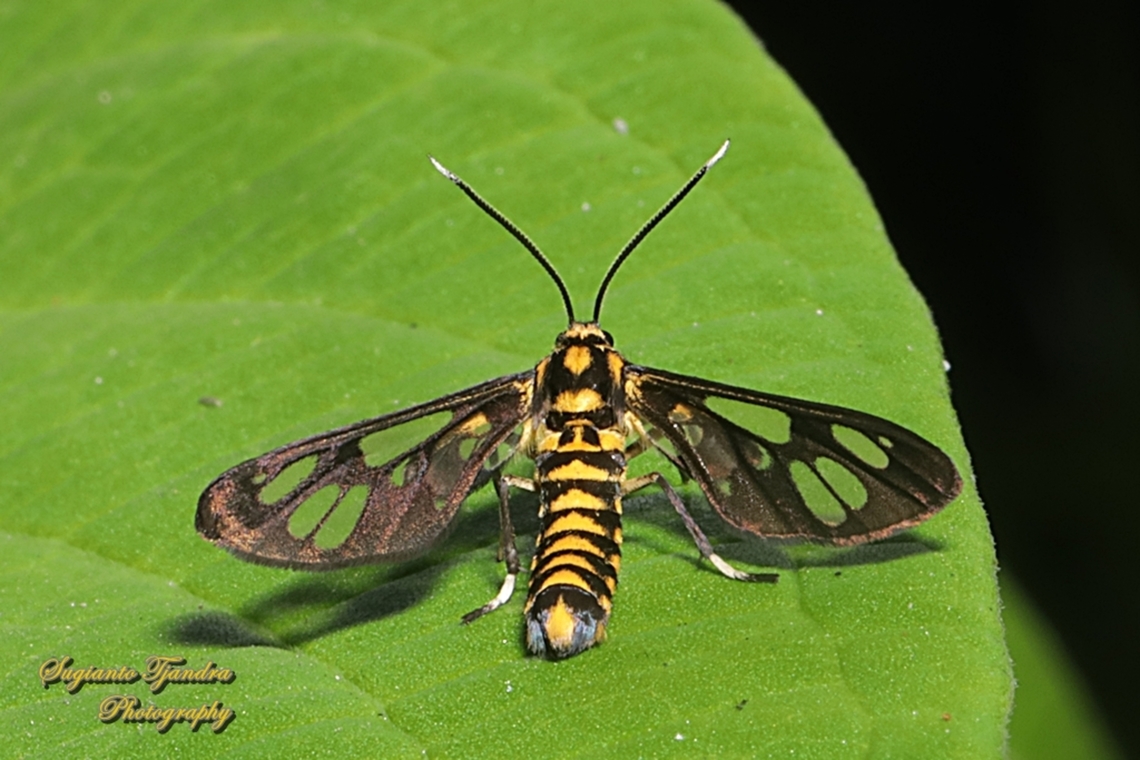 Orange spotted Tiger Moth - Amata huebneri (Huebner's Wasp Moth)  Amata huebneri,Geotagged,Hübner's Wasp Moth,Indonesia,Winter