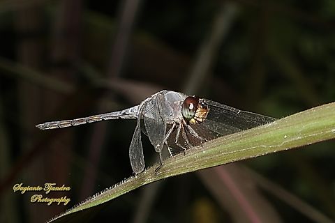 The Swampwatcher, Potamarcha congener  Geotagged,Indonesia,Potamarcha congener,Winter,Yellow-tailed Ashy Skimmer