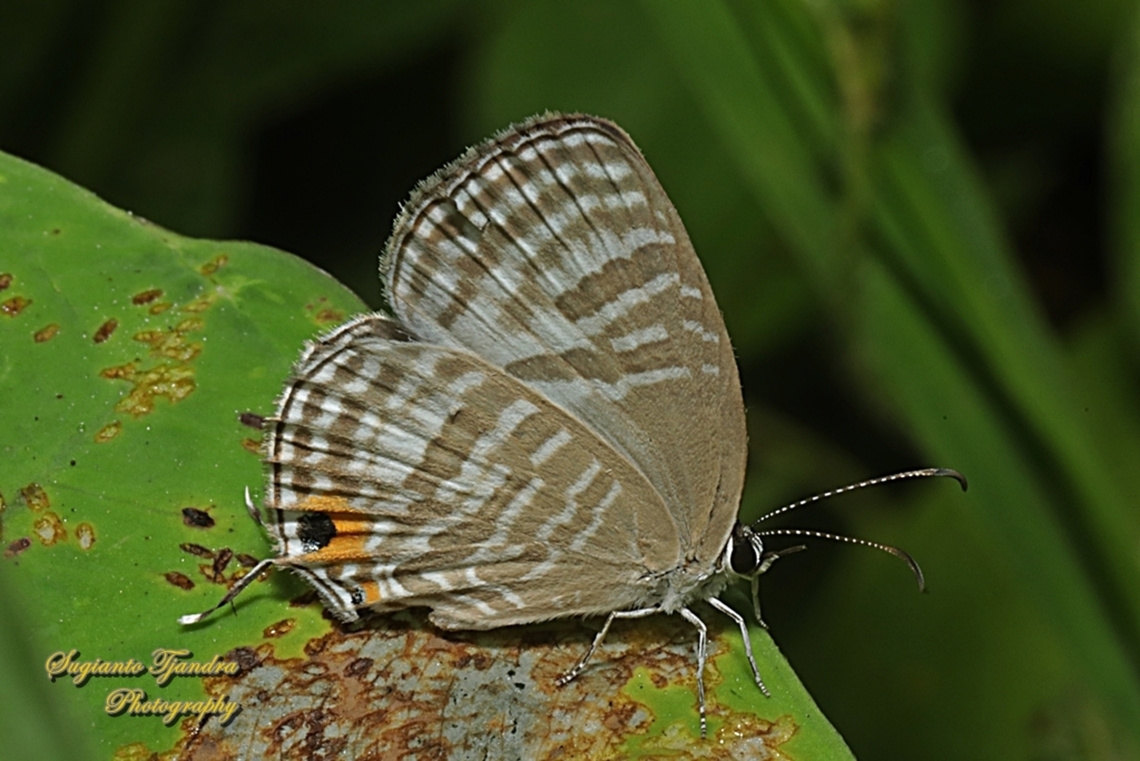 Azura Perak (Metallic cerulean  Butterfly), Jamides alecto horsfieldi , family Lycaenidae  Geotagged,Indonesia,Jamides alecto,Metallic cerulean,Winter
