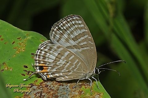 Azura Perak (Metallic cerulean  Butterfly), Jamides alecto horsfieldi , family Lycaenidae  Geotagged,Indonesia,Jamides alecto,Metallic cerulean,Winter