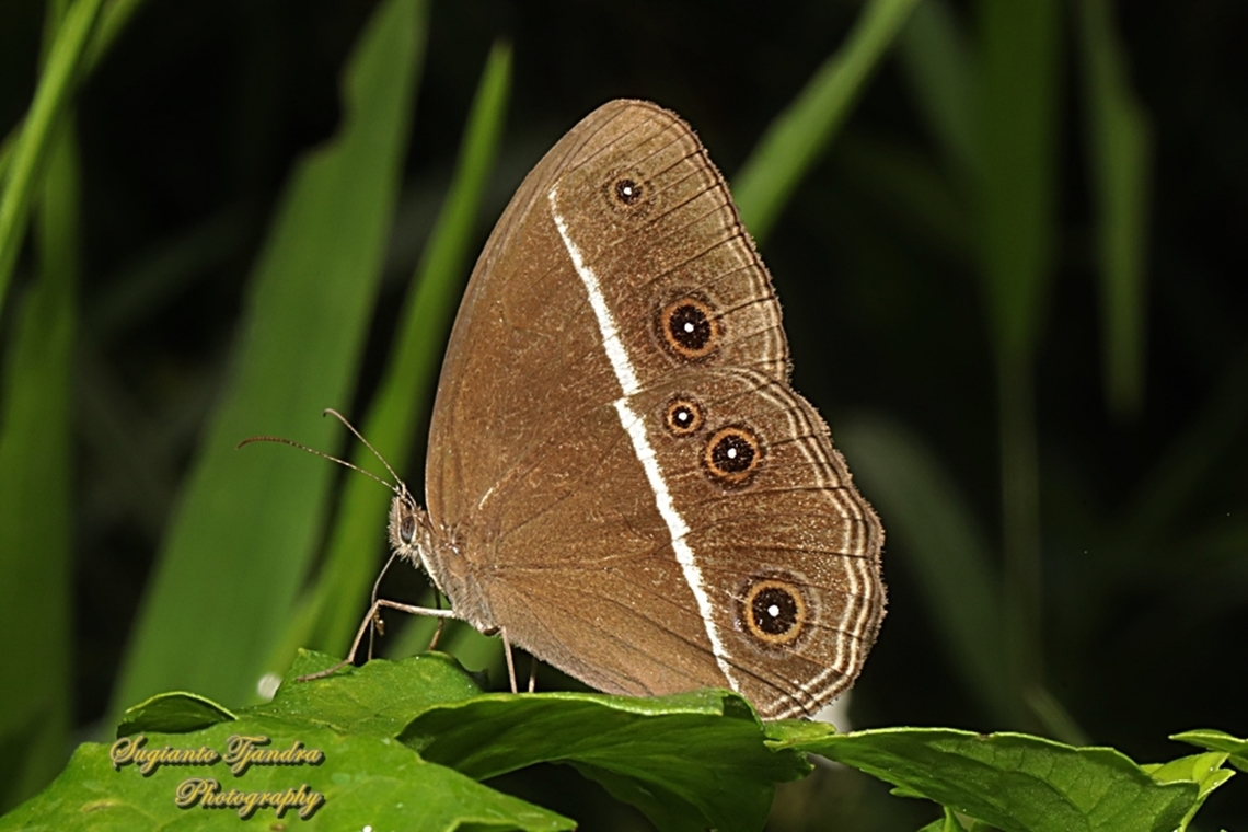 Dark Grass-brown, Orsotriaena medus cinerea  Dark grass-brown,Geotagged,Indonesia,Orsotriaena medus,Winter