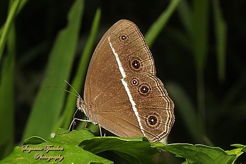Dark Grass-brown, Orsotriaena medus cinerea  Dark grass-brown,Geotagged,Indonesia,Orsotriaena medus,Winter