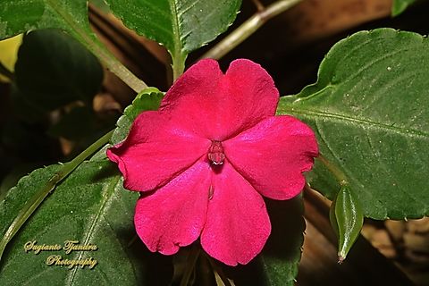 Impatiens flower, Impatiens walleriana  Busy Lizzy,Geotagged,Impatiens walleriana,Indonesia,Winter