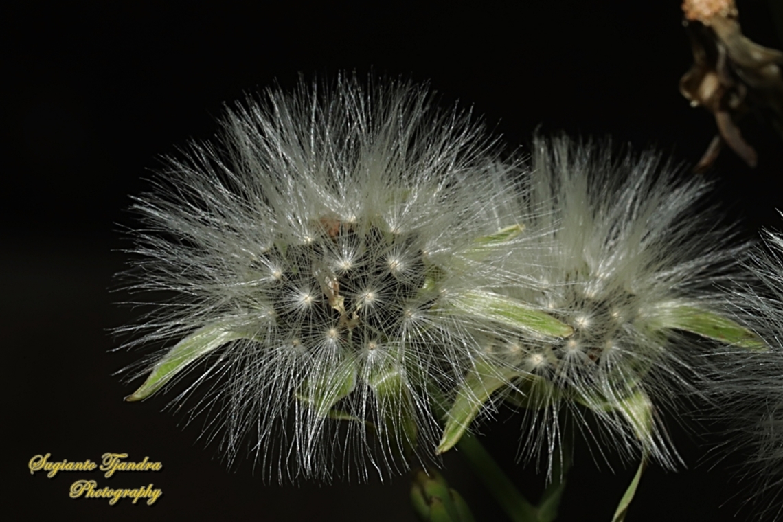 Seeds of Oriental false hawksbeard flowers, Youngia japonica  Geotagged,Indonesia,Oriental false hawksbeard,Winter,Youngia japonica
