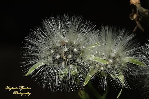 Seeds of Oriental false hawksbeard flowers, Youngia japonica  Geotagged,Indonesia,Oriental false hawksbeard,Winter,Youngia japonica