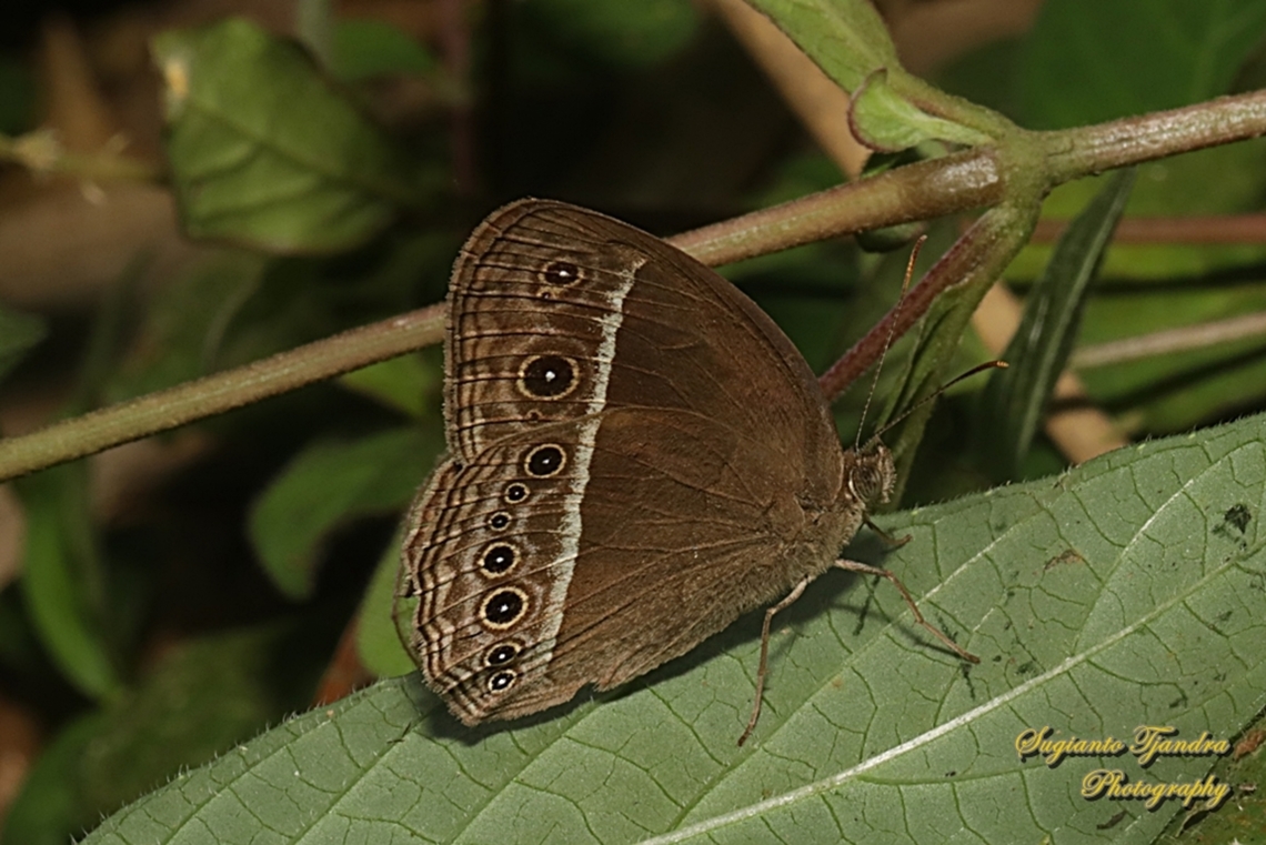 Horsfield's bush brown Butterfly (Mycalesis horsfieldi)  Geotagged,Horsfield's Bushbrown,Indonesia,Mycalesis horsfieldi,Winter