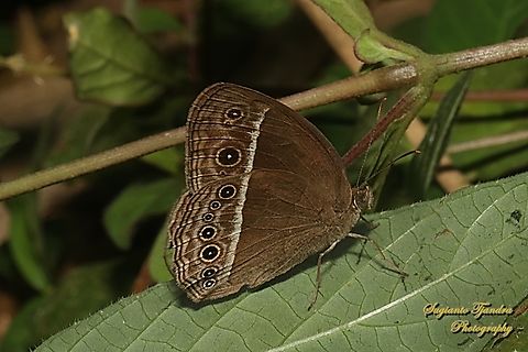 Horsfield's bush brown Butterfly (Mycalesis horsfieldi)  Geotagged,Horsfield's Bushbrown,Indonesia,Mycalesis horsfieldi,Winter
