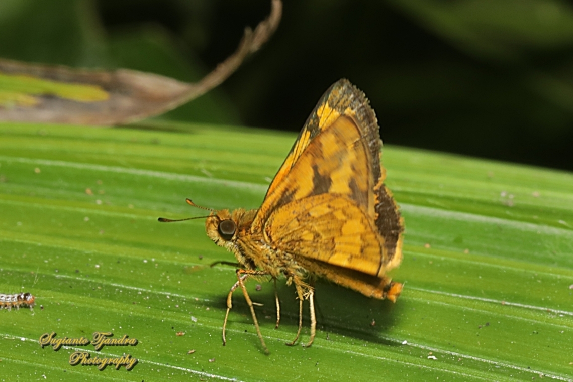 Skipper Butterfly - The Lesser Dart, Potanthus omaha  Geotagged,Indonesia,Lesser dart,Potanthus omaha,Winter
