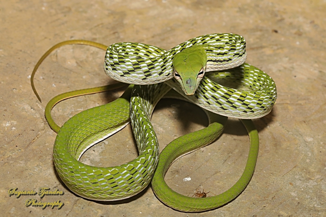 Oriental whip-snake, Ahaetulla prasina  Ahaetulla prasina,Geotagged,Indonesia,Oriental Whipsnake,Winter