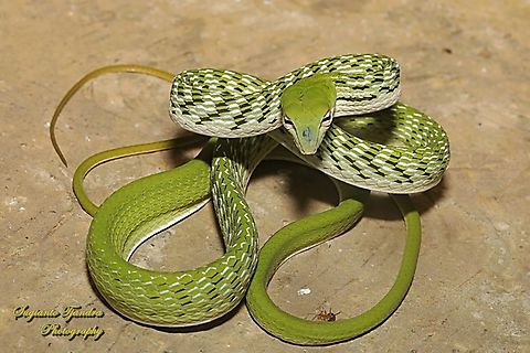 Oriental whip-snake, Ahaetulla prasina  Ahaetulla prasina,Geotagged,Indonesia,Oriental Whipsnake,Winter