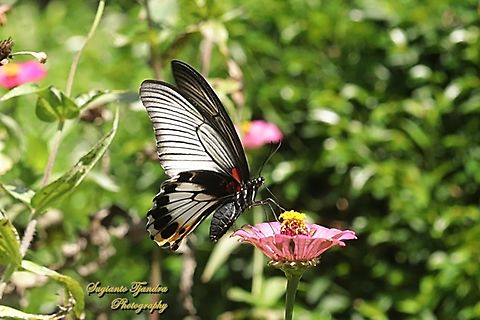 Great Mormon Butterfly, Papilio memnon memnon f. hiera "sucking nectar on the Zinnia flower"  Geotagged,Great Mormon,Indonesia,Papilio memnon,Winter