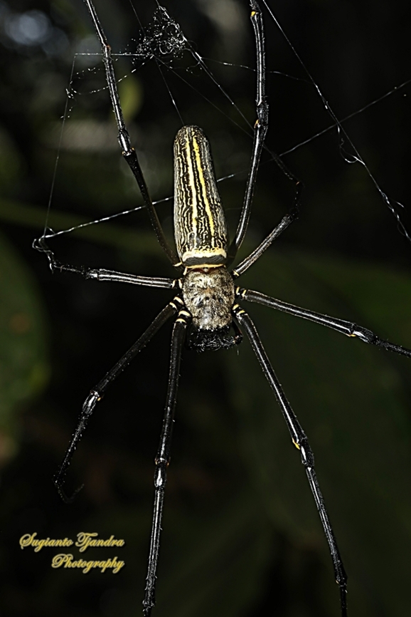 Golden orb-web spider, Nephila Pilipes  Geotagged,Indonesia,Nephila pelipes,Nephila pilipes,Winter