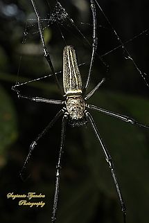 Golden orb-web spider, Nephila Pilipes  Geotagged,Indonesia,Nephila pelipes,Nephila pilipes,Winter