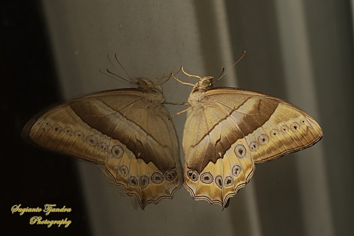 Rimbawan Sahabat Puteri Raja, Manthara Tree-Brown, Lethe manthara, family Nymphalidae - "Reflection"  Geotagged,Indonesia,Lethe manthara,Winter
