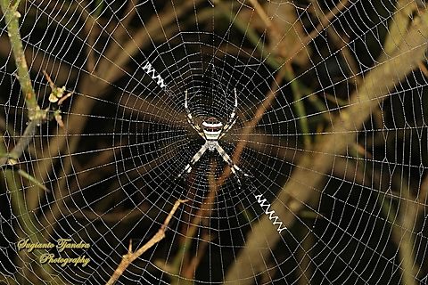 The Multi-coloured Saint Andrew's Cross Spider, Argiope Versicolor, Araneidae  Argiope versicolor,Geotagged,Indonesia,Multi-coloured Saint Andrew's Cross Spider,Winter