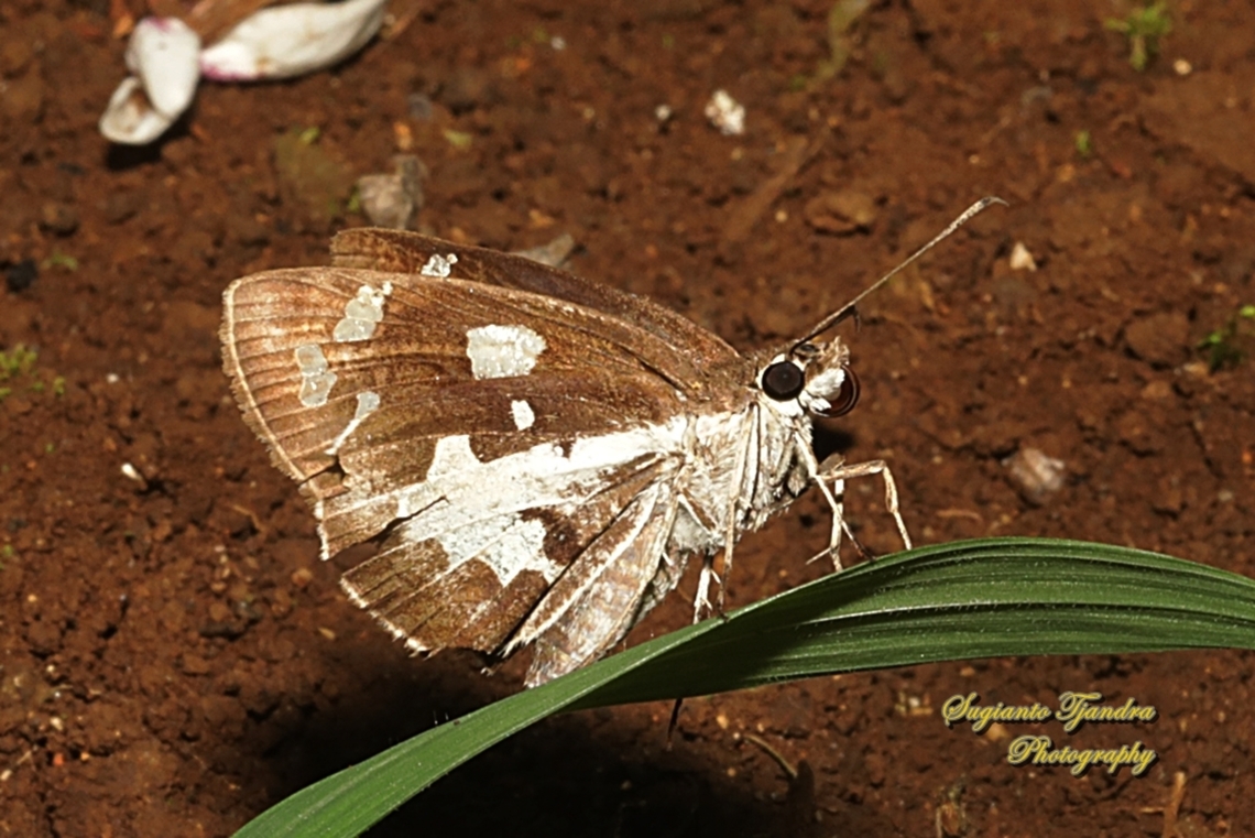 Skipper Butterfly, Grass Demon, Udaspes folus  Geotagged,Grass demon,Indonesia,Udaspes folus,Winter