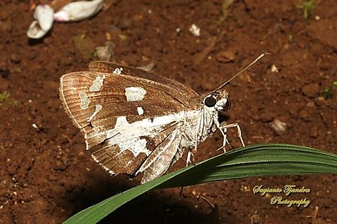 Skipper Butterfly, Grass Demon, Udaspes folus  Geotagged,Grass demon,Indonesia,Udaspes folus,Winter