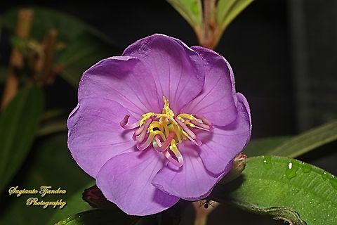 Senduduk flower/Malabar melastoma, Melastoma malabathricum, family Melastomataceae  Geotagged,Indonesia,Malabar melastome,Melastoma malabathricum,Winter
