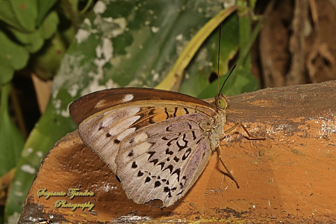Aristokrat Jawa/ Javan Viscount, Tanaecia trigerta trigerta - Lowerside  Geotagged,Indonesia,Tanaecia trigerta,Winter