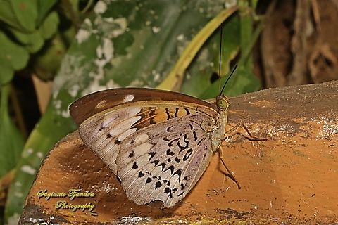 Aristokrat Jawa/ Javan Viscount, Tanaecia trigerta trigerta - Lowerside  Geotagged,Indonesia,Tanaecia trigerta,Winter