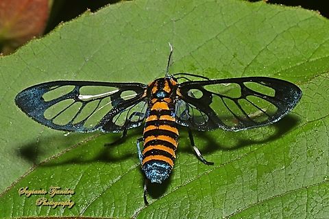 Orange spotted Tiger Moth - Amata huebneri (Huebner's Wasp Moth)  Amata huebneri,Geotagged,Hübner's Wasp Moth,Indonesia,Winter