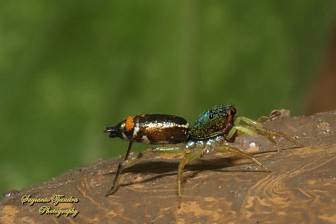 Jumping Spider, Cosmophasis gemmans, family Salticidae  Cosmophasis gemmans,Geotagged,Indonesia,Winter
