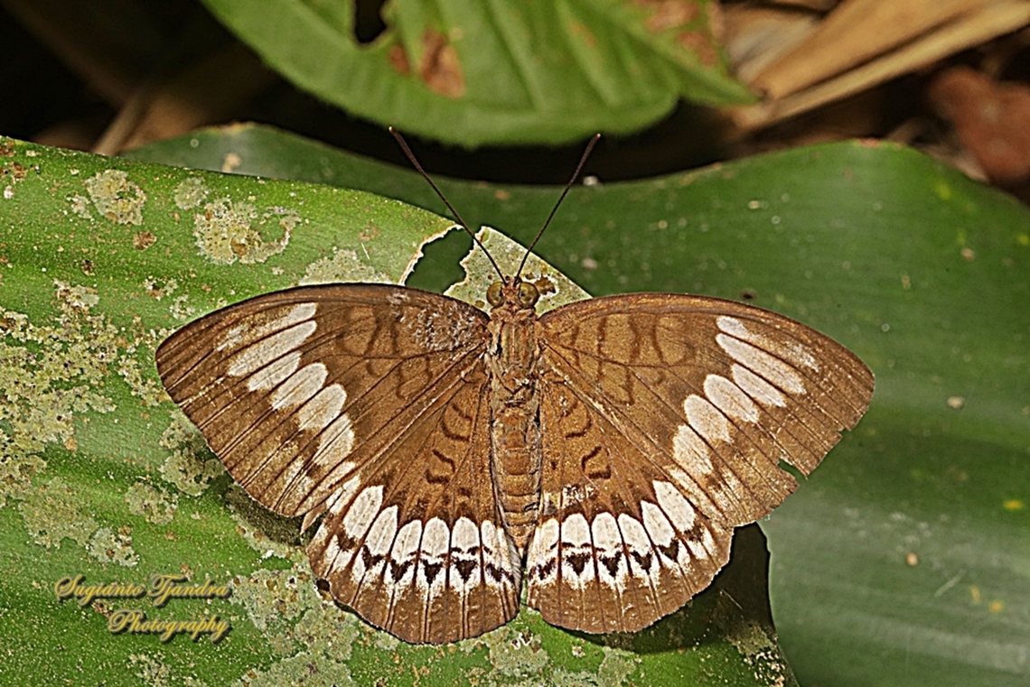 Aristokrat Jawa/ Javan Viscount, Tanaecia trigerta trigerta - Upperside  Geotagged,Indonesia,Tanaecia trigerta,Winter
