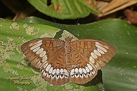 Aristokrat Jawa/ Javan Viscount, Tanaecia trigerta trigerta - Upperside  Geotagged,Indonesia,Tanaecia trigerta,Winter