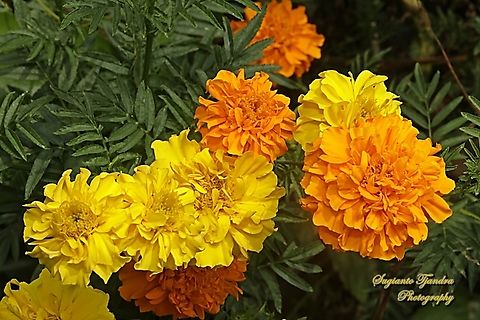 Mexican marigold, Tagetes erecta  Geotagged,Indonesia,Mexican marigold,Tagetes erecta,Winter