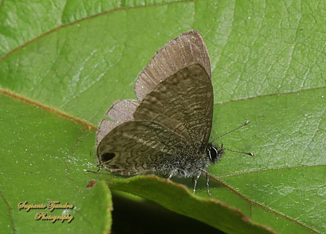Common lineblue butterfly, Prosotas nora, family Lycaenidae  Common lineblue,Geotagged,Indonesia,Prosotas nora,Winter