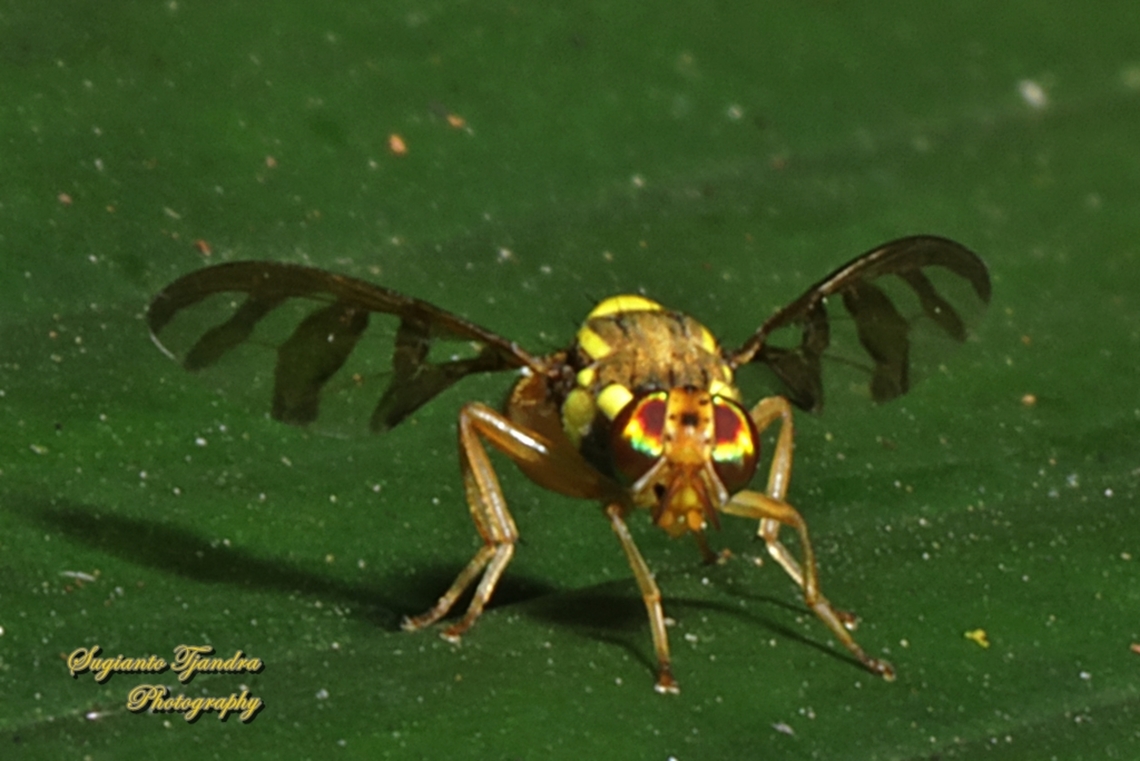 Breadfruit fly, Bactrocera umbrosa (Fabricius)  Bactrocera umbrosa,Geotagged,Indonesia,Winter