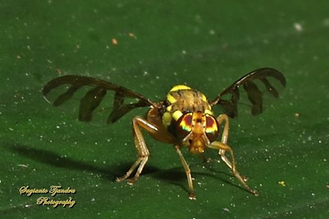 Breadfruit fly, Bactrocera umbrosa (Fabricius)  Bactrocera umbrosa,Geotagged,Indonesia,Winter