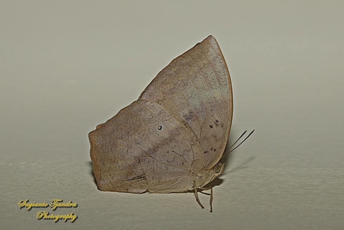 Common duffer butterfly, Discophora sondaica sondaica - female  Common duffer,Discophora sondaica,Geotagged,Indonesia,Winter