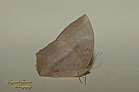 Common duffer butterfly, Discophora sondaica sondaica - female  Common duffer,Discophora sondaica,Geotagged,Indonesia,Winter