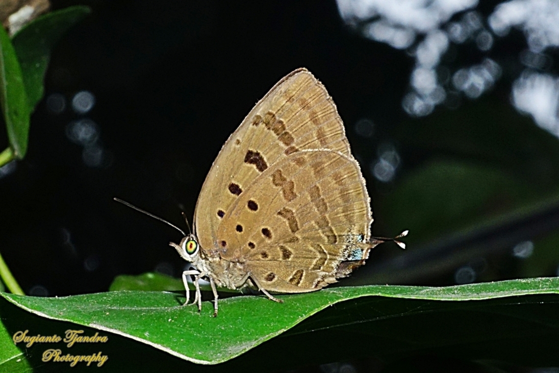 The Sylhet Oakblue butterfly, Arhopala silhetensis  Arhopala silhetensis,Geotagged,Indonesia,Sylhet oakblue,Winter