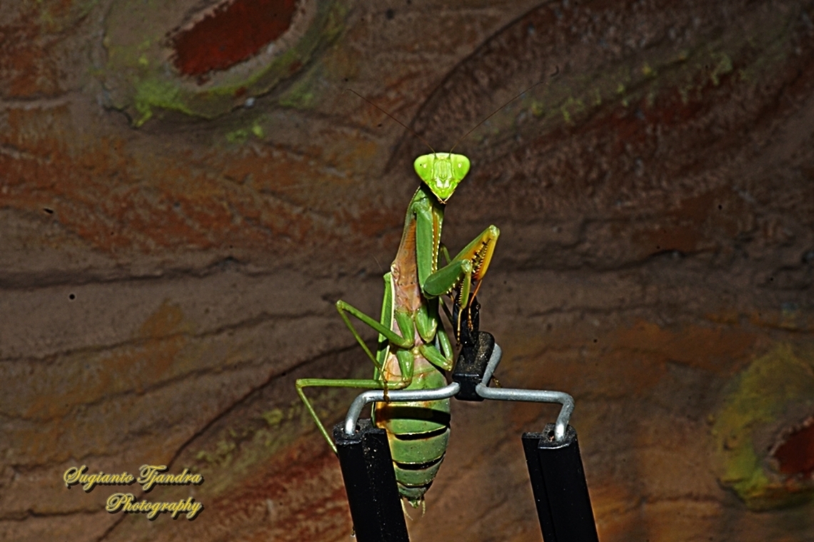 Golden-armed Mantis, Hierodula venosa  Geotagged,Golden-armed Mantis,Hierodula venosa,Indonesia,Winter